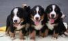 Щенки Бернского Зенненхунда 1,5 месяца превью 1374630.