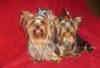 Щенки йорка превью 1374842.
