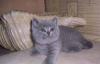 Британские короткошерстные котята голубого и лилов превью 1374881.