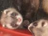 Продаются хорьки. Москва превью 1375589.