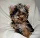 Йоркширского терьера щенки превью 1375878.