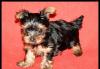 Йоркширский терьер превью 1370668.