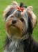 Превью Щенки от родителей - чемпионов Москва - 1