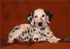 Щенок далматина, красивая девочка превью 1376321.