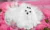 Щенки мальтезе (мальтийской болонки) превью 1377032.