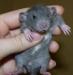 Отдам бесплатно голубую крысу, совесм еще крысенок превью 1377438.