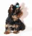 Йоркширский терьер щенки мини и стандарт(4месяца) превью 1379129.