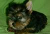 Недорого - щенки йорка превью 1379218.