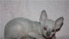 Превью Котята канадского сфинкса Москва - 1