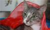 Ищет хозяина кошечка Ириска превью 1381183.