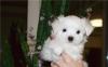 Щенок мальтезе. Кобель превью 1381192.