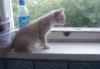 Превью Ласковый котик ждет любящего хозяина Электроугли - 1