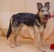 Дёжа, щенок-подросток в добрые руки превью 1381786.