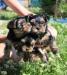 Продаю очень  двух щеночков йоркширского тер превью 1382401.