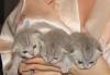 Котята Британцы короткошорстные превью 1382461.