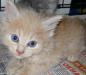 Крошки кошачьи1,5 м. надежному хозяину превью 1383446.