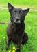Чёрный метис восточно-европейской овчарки ищет люб превью 1384243.
