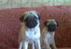 Щенки мопса превью 1385233.