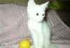 Отдам в добрые руки волшебного белого котенка превью 1385411.