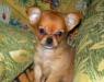 Чихуахуа мальчик  мини превью 1386362.