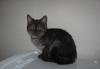 Черный дым -кошечка2мес- страйт и вислоухие превью 1386510.