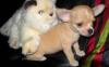 Чихуахуа девочки Беляночка и Розочка превью 1387159.