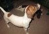 Продаются щенки Джек Рассел терьера превью 1387527.