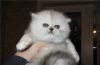  ПЕРСЫ и ЭКЗОТЫ  котята и  подрощенные  превью 1387899.