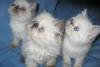 Персы  и экзоты  - котята превью 1387914.