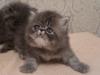 Питомник  предлагает КОТЯТ различных пород! превью 1387937.