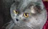 Вязка .Британские и Шотландские коты превью 1388013.