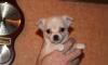 Продам щенка чихуахуа превью 1388016.
