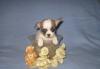 Чихуахуа щенки очаровашки,милашки превью 1388243.