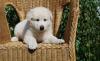 Щенки Белой швейцарской овчарки 11.07 превью 1390080.