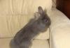 Превью Карликовый львиноголовый кролик Москва - 1
