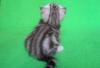 Превью Мраморные вислоухие котята Москва - 1