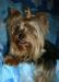 Йоркширский терьер превью 1393857.