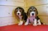 Щенки бигля по разумной цене превью 1394254.