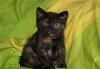 Чёрная черепаховая кошечка превью 1394273.