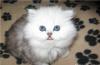 Котята  ПЕРСЫ, НЕ ДОРОГО! превью 1394332.