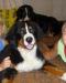 Продается  щенок бернского зенненхунда (СПб) превью 1394392.