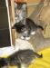 Отдам котят в добрые руки превью 1394646.