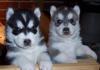 3 прививки Сибирский хаски щенки для продажи превью 1394670.