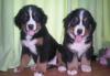 Щенки,Бернский Зенненхунд 1/5 месяца превью 1394753.