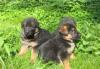 Продаю щенков нем.овчарки превью 1395122.