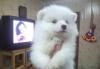 Щеночки белых Шпицов превью 1395628.