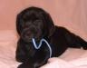 Лабрадор - щенки превью 1395830.