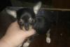 Чихуахуа -выбор 10-15т.р. с докум превью 1395916.