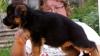 Превью Щенки и подростки немецкой овчарки Санкт-Петербург - 1