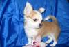 Чихуаху Большой выбор г/ш и д/ш есть редкие окрас превью 1397006.